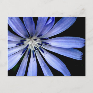 Carte Postale Collection de chicorée