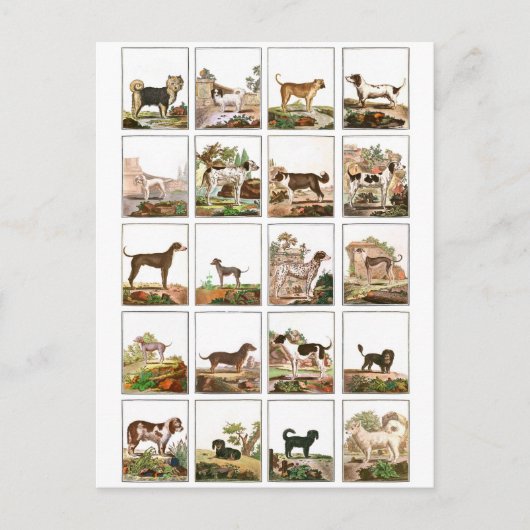 Carte Postale Collection De Chiens En Style Vintage (Devant)