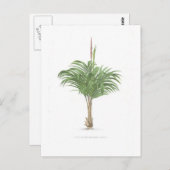 Carte Postale Collection de dessins de palmes (Devant / Derrière)