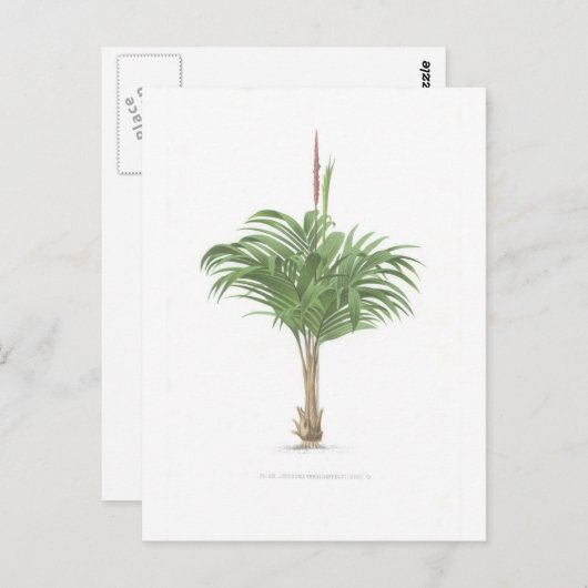 Carte Postale Collection de dessins de palmes (Devant / Derrière)