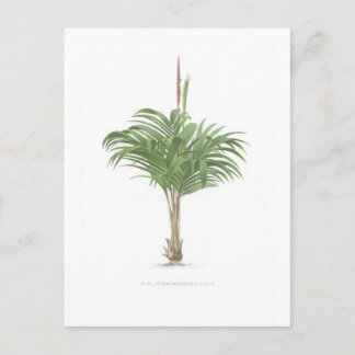 Carte Postale Collection de dessins de palmes