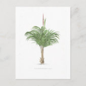 Carte Postale Collection de dessins de palmes (Devant)