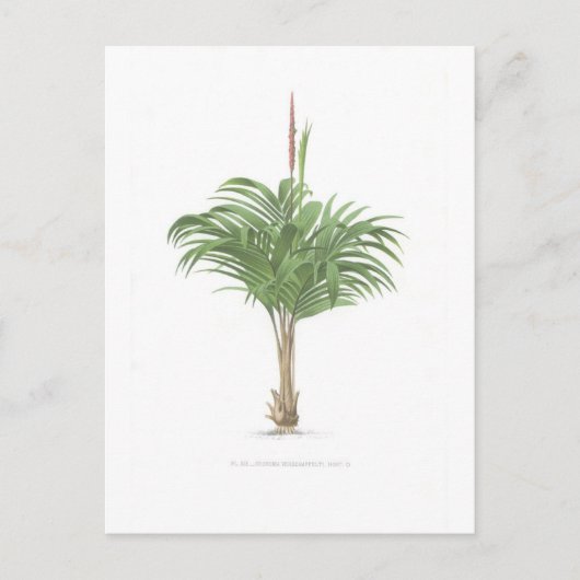Carte Postale Collection de dessins de palmes (Devant)