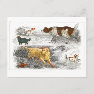 Carte Postale Collection de divers chiens par Oliver Goldsmith