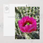 Carte Postale Collection de fleurs de hérisson rose (Devant / Derrière)