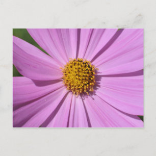 Carte Postale Collection de fleurs no 4