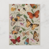 Carte Postale Collection de la papillon Moth Nature Dessin (Devant)