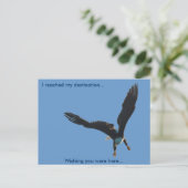 Carte Postale Collection de vols d'Aigle royal II (Debout devant)