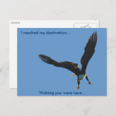 Carte Postale Collection de vols d'Aigle royal II (Devant / Derrière)