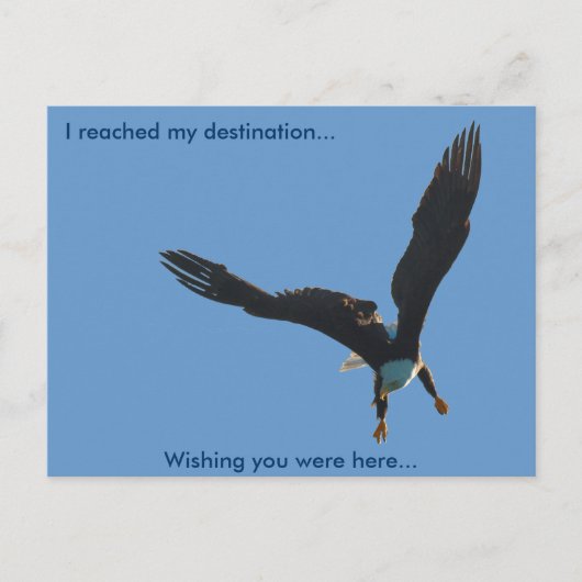 Carte Postale Collection de vols d'Aigle royal II (Devant)