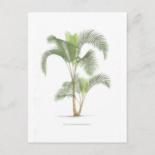 Carte Postale Collection d'illustrations de palmiers