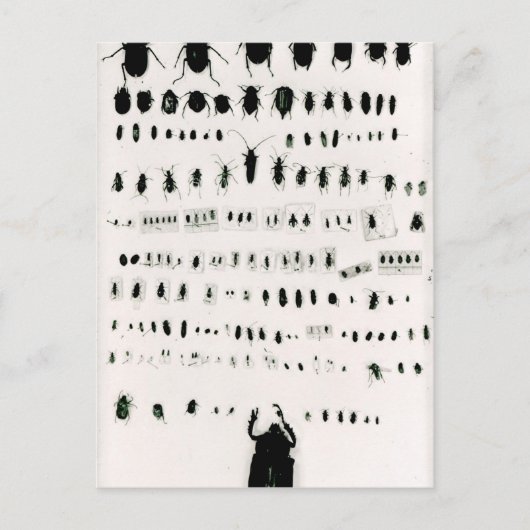 Carte Postale Collection d'insectes de Darwin (Devant)