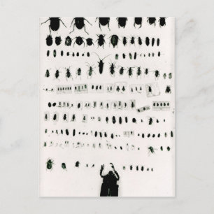 Carte Postale Collection d'insectes de Darwin