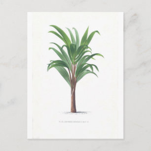 Carte Postale Collection Palm - Dessin III