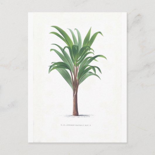 Carte Postale Collection Palm - Dessin III (Devant)