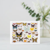 Carte Postale Collection papillon (Debout devant)