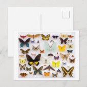 Carte Postale Collection papillon (Devant / Derrière)
