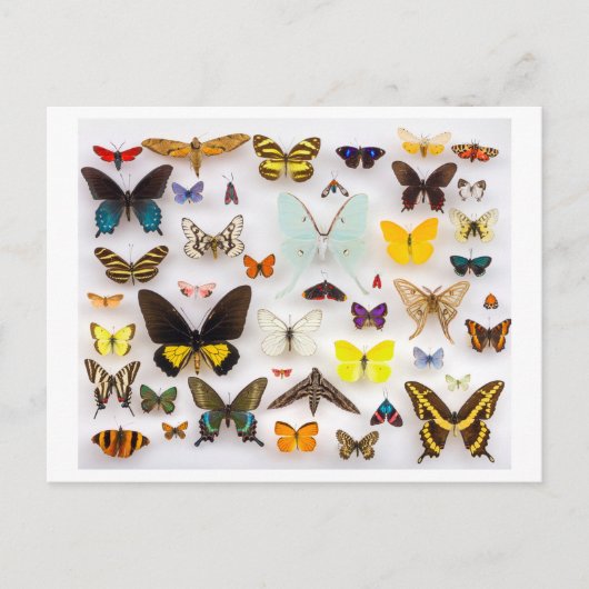 Carte Postale Collection papillon (Devant)