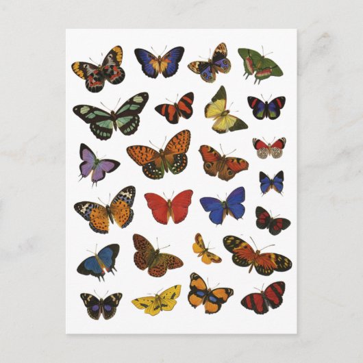 Carte Postale Collection papillon (Devant)