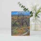 Carte Postale Collection "Parc national de Mesa Verde" (Debout devant)