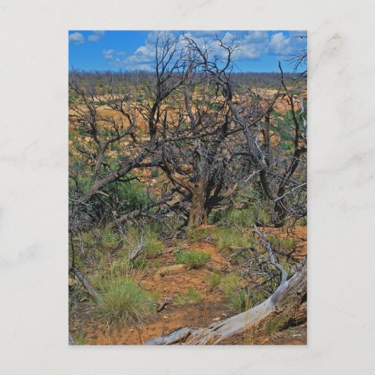 Carte Postale Collection "Parc national de Mesa Verde" (Devant)