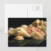 Carte postale Collection Seashell (Devant / Derrière)