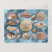 Carte Postale Collection Seashells (Devant)