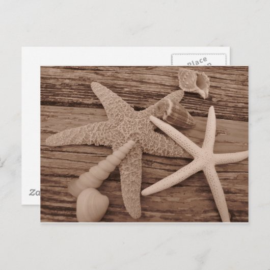 Carte Postale Collection Shell (Devant / Derrière)