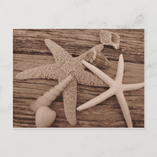 Carte Postale Collection Shell