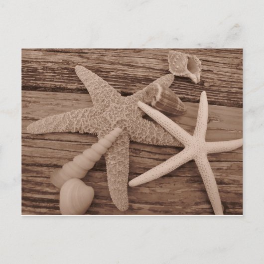 Carte Postale Collection Shell (Devant)