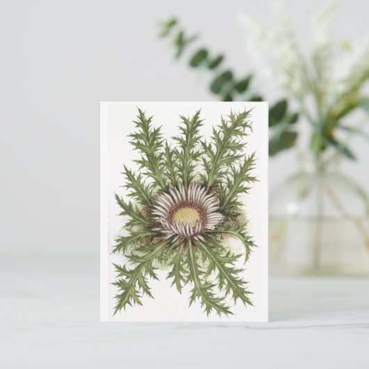 Carte Postale Collection Silver Thistle (Debout devant)