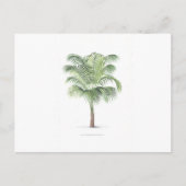 Carte Postale Collection Tropical Palm - image 1 (Devant)