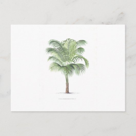 Carte Postale Collection Tropical Palm - image 1 (Devant)