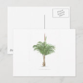 Carte Postale Collection Tropical Palm - image 2 (Devant / Derrière)