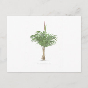 Carte Postale Collection Tropical Palm - image 2