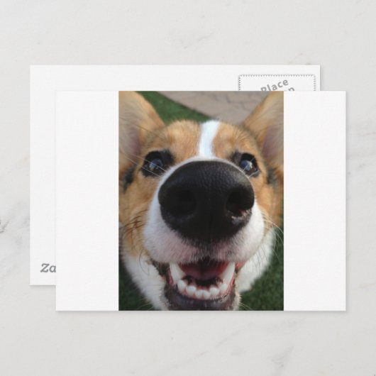 Carte Postale Collection Welsh Corgi Chien Nose (Devant / Derrière)