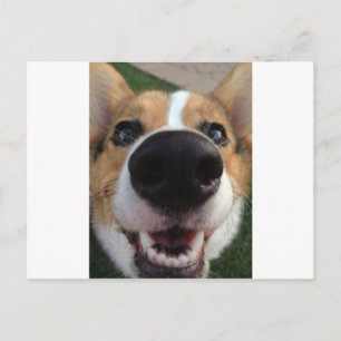 Carte Postale Collection Welsh Corgi Chien Nose