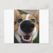 Carte Postale Collection Welsh Corgi Chien Nose (Devant)
