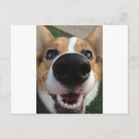Carte Postale Collection Welsh Corgi Chien Nose (Devant)