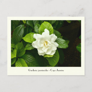 Carte postale collective Gardenia