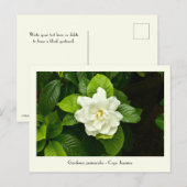 Carte postale collective Gardenia (Devant / Derrière)