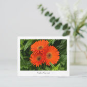 Carte postale collective Orange Gerbera Daisy (Debout devant)