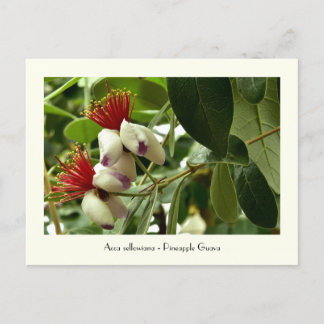 Carte postale collective Pineapple Guava