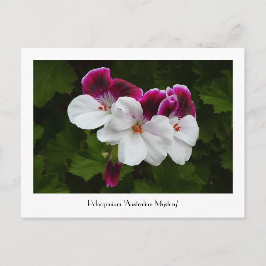 Carte postale collective Regal Pelargonium (Devant)