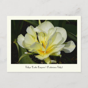 Carte postale collective Tulipe jaune