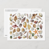Carte postale Collector Shell (Devant / Derrière)