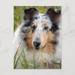 Carte Postale Colley