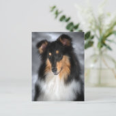 Carte Postale Collie (Debout devant)