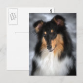 Carte Postale Collie (Devant / Derrière)