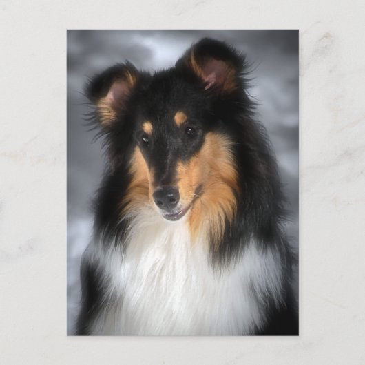 Carte Postale Collie (Devant)